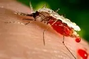 هشدار وزارت بهداشت درباره خطر گسترش تب دنگی