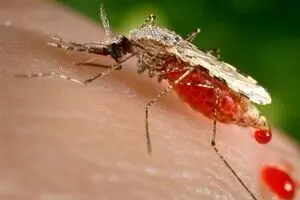 هشدار وزارت بهداشت درباره خطر گسترش تب دنگی
