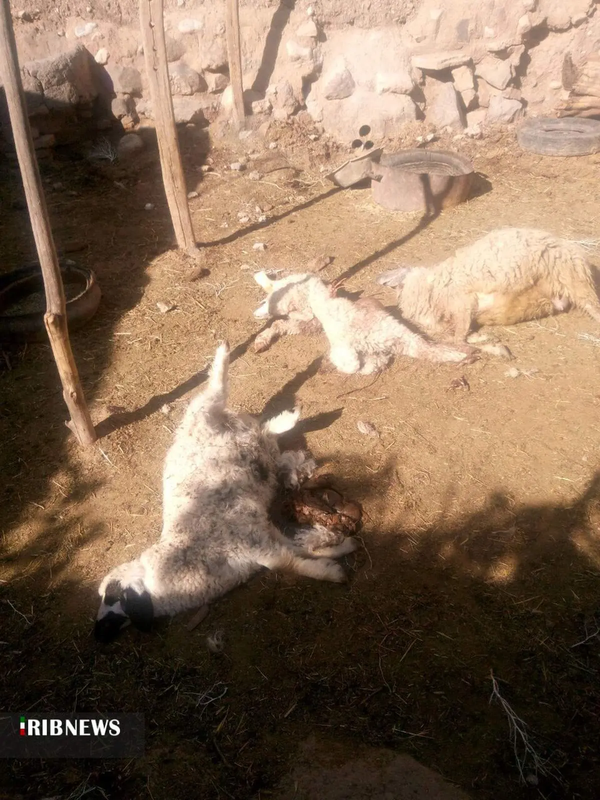 حمله هولناک گرگها به گله گوسفندان