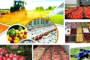 محصولات کشاورزی صادراتی ایران به این دلیل برگشت خورد!+جزییات