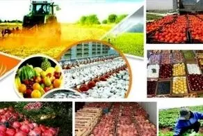 محصولات کشاورزی صادراتی ایران به این دلیل برگشت خورد!+جزییات