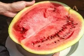 خوردن هندوانه قبل از انجام این کار به شدت ممنوع!

