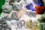 کشف ده‌ها مار و مارمولک زیر ژاکت این مرد دیوانه!+عکس