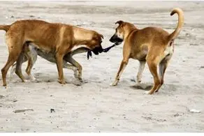 عکس/ چهره و اندام وحشتناک دختری که از کودکی توسط سگ ها بزرگ شده