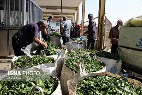 قیمت جدید حبوبات و چای 
