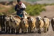 جزئیات استخدام چوپانان ایرانی در ارمنستان !