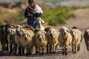 جزئیات استخدام چوپانان ایرانی در ارمنستان !