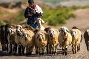 جزئیات استخدام چوپانان ایرانی در ارمنستان !