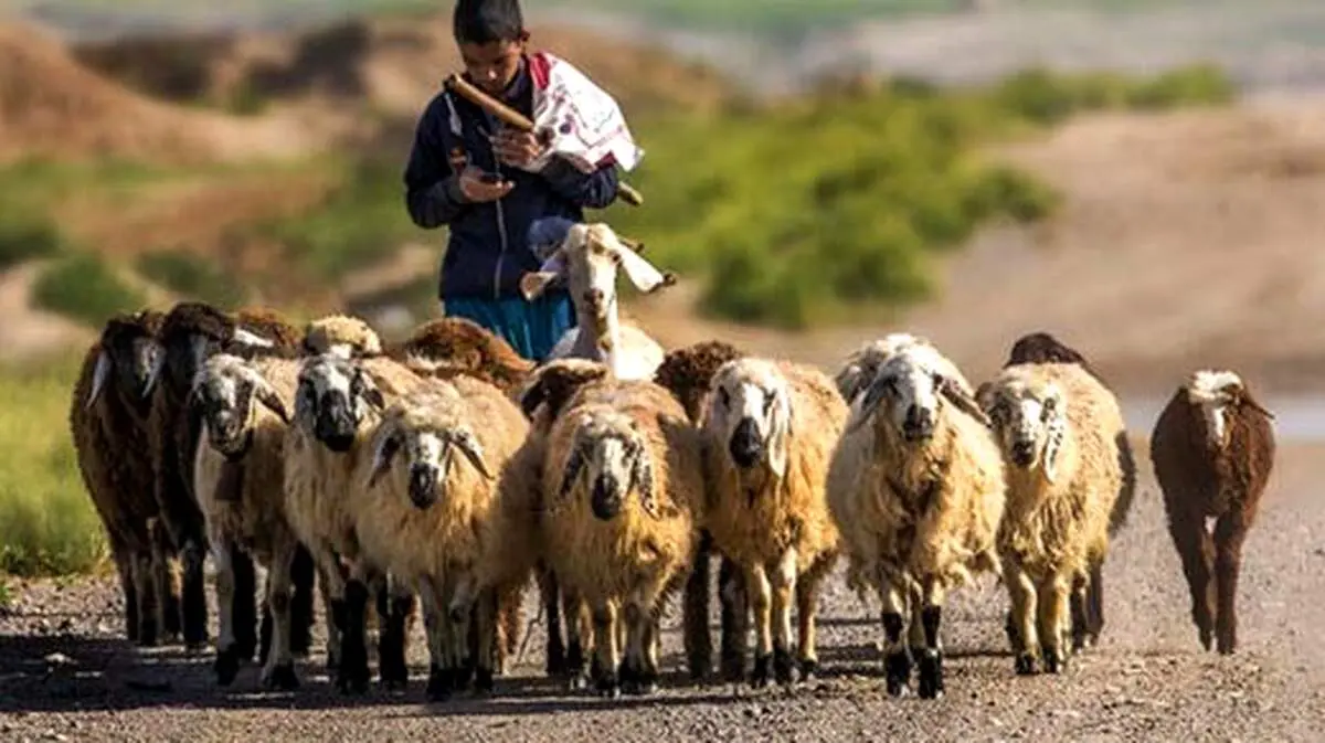 جزئیات استخدام چوپانان ایرانی در ارمنستان !