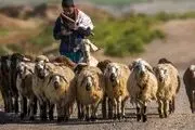 جزئیات استخدام چوپانان ایرانی در ارمنستان !