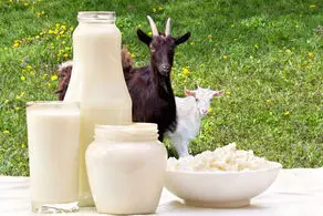 اگر شیر نمی خورید حتما این خوراکی ها را جایگزین شیر کنید!