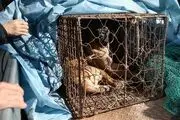 بالاخره خوردن و فروش سگ در این کشور ممنوع شد!