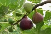 درمان قطعی دیابت با خوردن این برگ