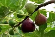درمان قطعی دیابت با خوردن این برگ