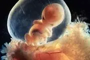 درخواست ممنوعیت اجاره رحم در کل دنیا