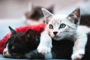 گربه ها برای این افراد بیشتر میو می‌کنند