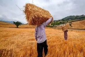 قیمت جدید گندم اعلام شد