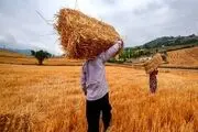 اختلاف زن و شوهر بوکانی هفت هکتار مزرعه گندم را به آتش کشاند! 