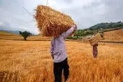 قیمت جدید گندم اعلام شد