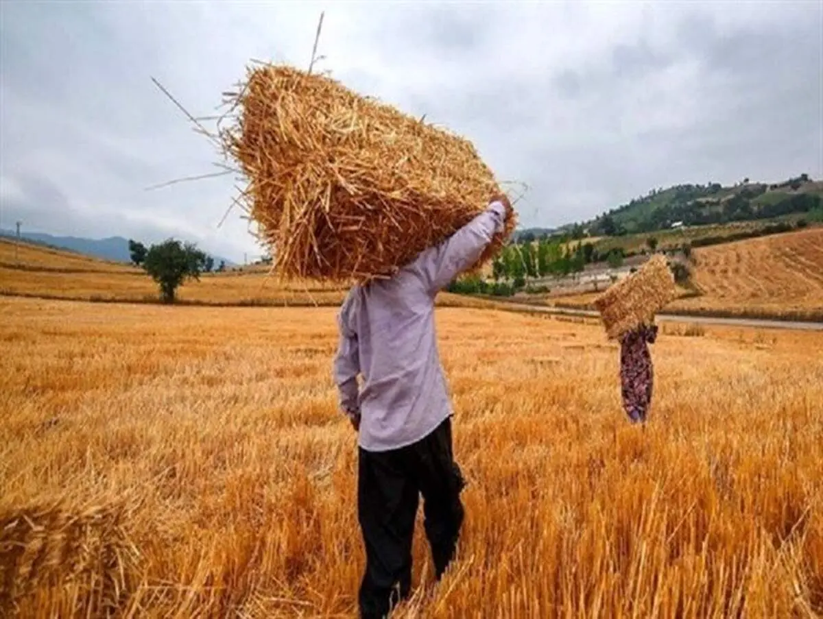 اختلاف زن و شوهر بوکانی هفت هکتار مزرعه گندم را به آتش کشاند! 