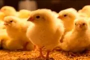 فاجعه هولناک، مرد دیوانه و عجیب برای درمان ناباروری یک جوجه زنده را بلعید!