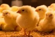 فاجعه هولناک، مرد دیوانه و عجیب برای درمان ناباروری یک جوجه زنده را بلعید!