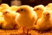 فاجعه هولناک، مرد دیوانه و عجیب برای درمان ناباروری یک جوجه زنده را بلعید!