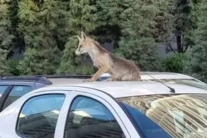 ماجرای حمله روباه‌ها به تهران چیست؟