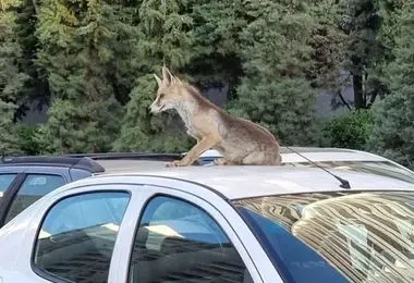 ماجرای حمله روباه‌ها به تهران چیست؟