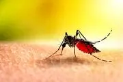 تب دنگی اولین فوتی را در این شهر گرفت!