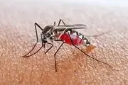 هشدار؛ با وجود این علایم شما مبتلا به مالاریا شده اید!