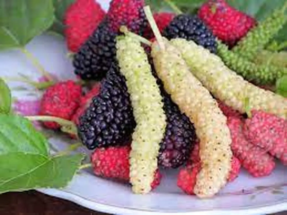 با خوردن این خوشمزه بهاری به راحتی بدنتان را سمزدایی کنید