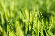 اعلام تصمیم نهایی دولت برای خرید گندم از کشاورزان