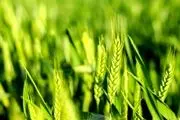 اعلام تصمیم نهایی دولت برای خرید گندم از کشاورزان