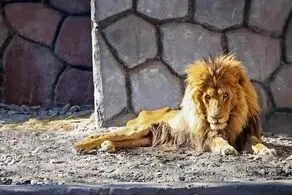 ادعای باورنکردنی درباره شیر باغ‌ وحش مشهد
