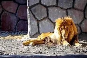 ادعای باورنکردنی درباره شیر باغ‌ وحش مشهد
