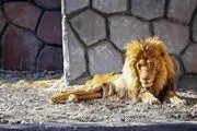 ادعای باورنکردنی درباره شیر باغ‌ وحش مشهد
