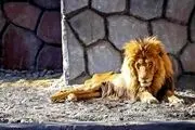 ادعای باورنکردنی درباره شیر باغ‌ وحش مشهد

