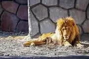ادعای باورنکردنی درباره شیر باغ‌ وحش مشهد
