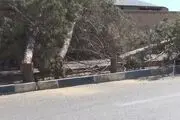 درختی خارق‌العاده که شبیه نقاشی‌های انتزاعی است!+ عکس