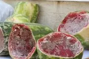 هندوانه ها آلوده به مخدر شیشه شد/ ماجرا چیست؟