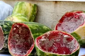 هندوانه ها آلوده به مخدر شیشه شد/ ماجرا چیست؟