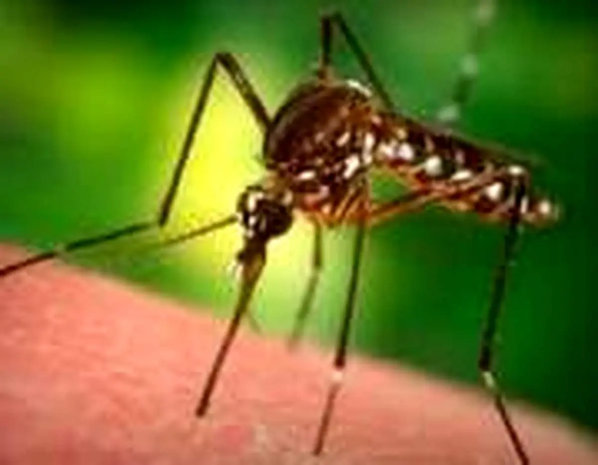 وفور پشه آئدس در این شهرها