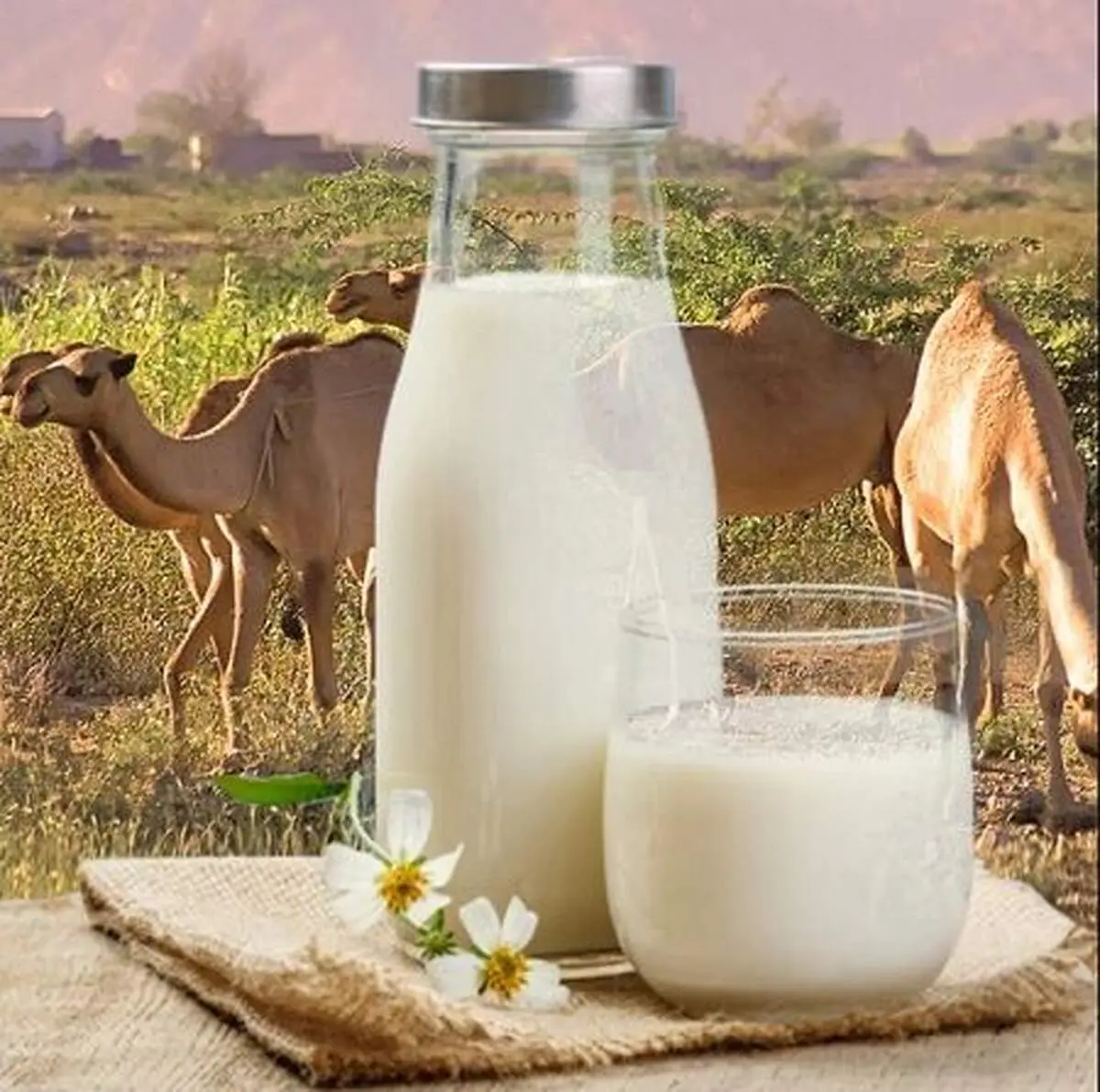 شیر مسموم در این استان 7 فوتی گرفت!
