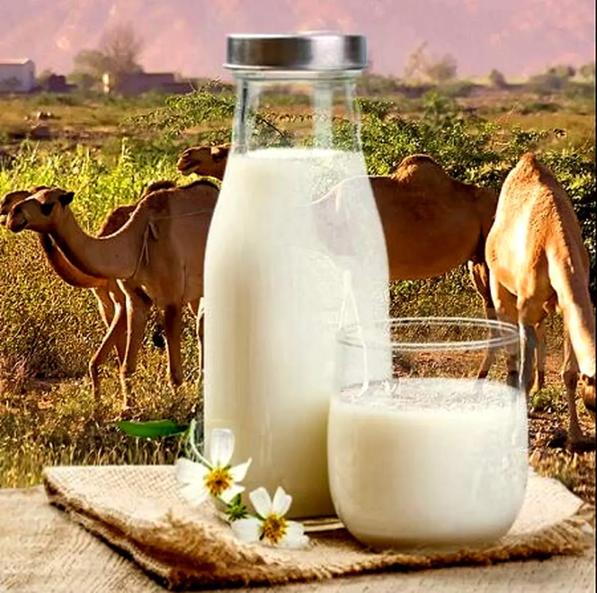 شیر مسموم در این استان 7 فوتی گرفت!