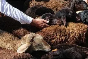 خبر خوش برای عشایر/ خرید دام قطعی شد+ زمان خرید