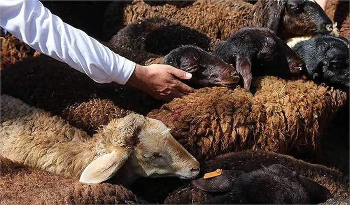 خبر خوش برای عشایر/ خرید دام قطعی شد+ زمان خرید