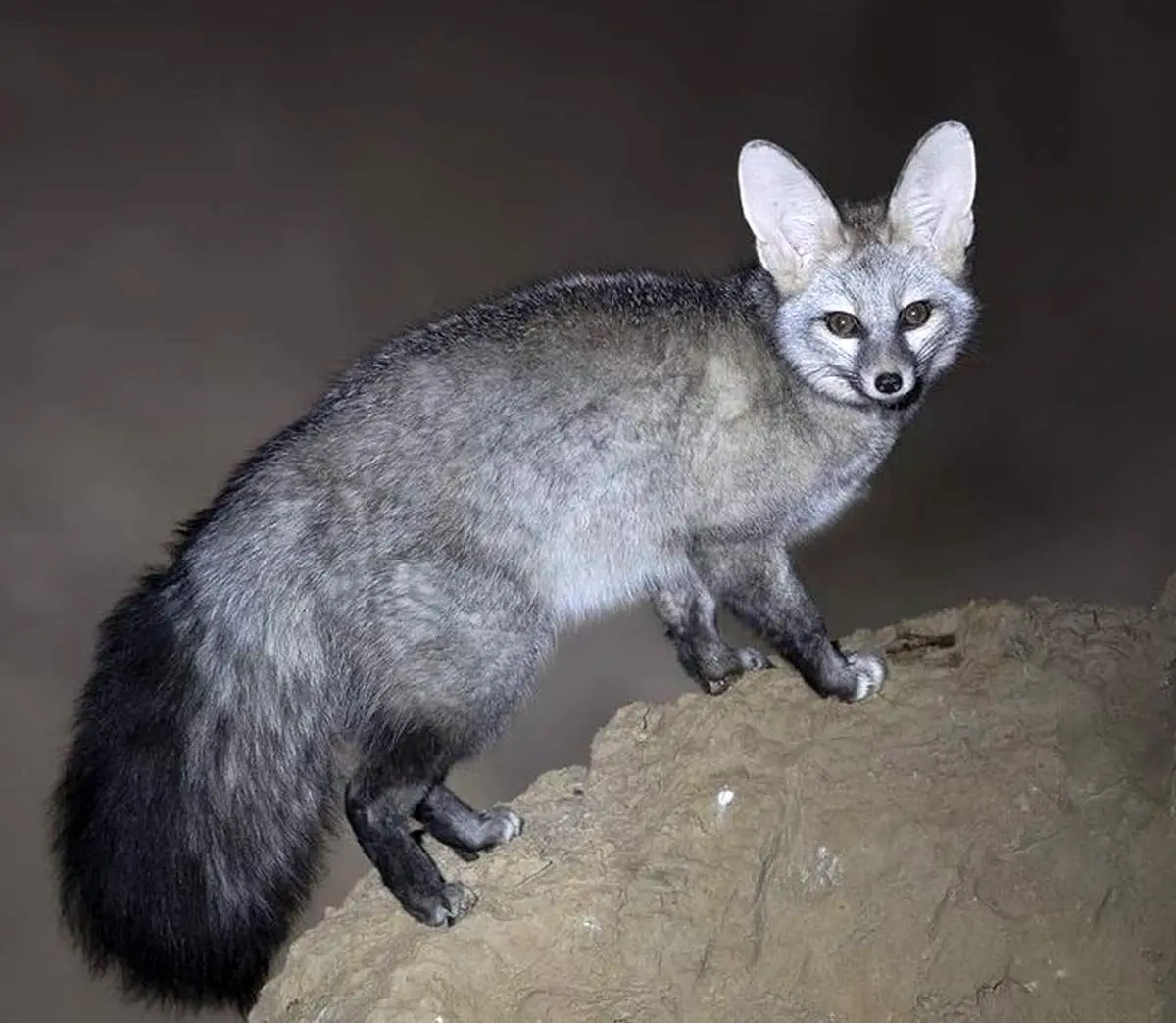 مشاهده زیباترین روباه ایران+ عکس