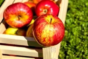 چرا نباید پوست سیب را دور بریزیم؟!