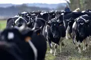 عبور عجیب یک گله گاو از مازندران تا تهران+فیلم